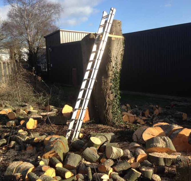 Ladder against tree that has been dismantled. Wiltshire Tree Care. Hedge Trimming, Tree Surgeons, Cutting Hedges, Stump Removed, Tree Stump Grinding, Bush Shrub Trimming, Tree and Stump Removal, Stump Grinding Service. Devizes, Wiltshire.