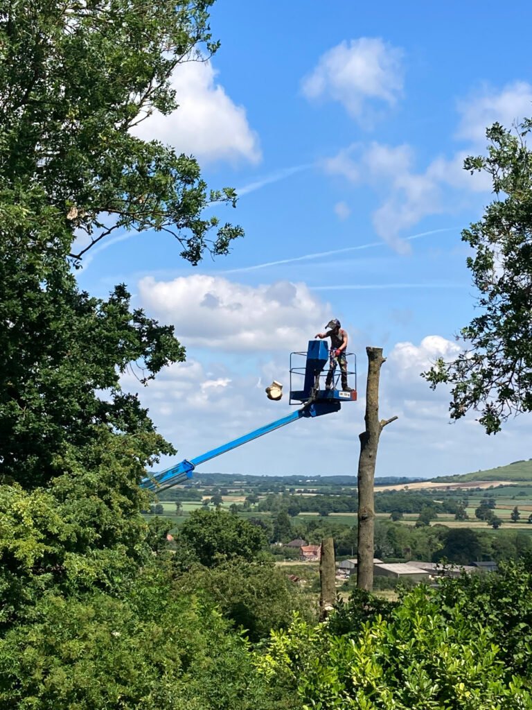 Tree surgeon on cherry picker at top of tree. Wiltshire Tree Care. Hedge Trimming, Tree Surgeons, Cutting Hedges, Stump Removed, Tree Stump Grinding, Bush Shrub Trimming, Tree and Stump Removal, Stump Grinding Service. Devizes, Wiltshire.