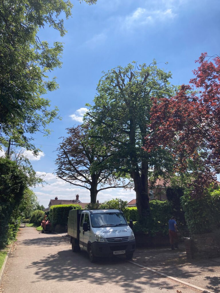 company van parked in road, next to green and maroon coloured trees. Wiltshire Tree Care. Hedge Trimming, Tree Surgeons, Cutting Hedges, Stump Removed, Tree Stump Grinding, Bush Shrub Trimming, Tree and Stump Removal, Stump Grinding Service. Devizes, Wiltshire.