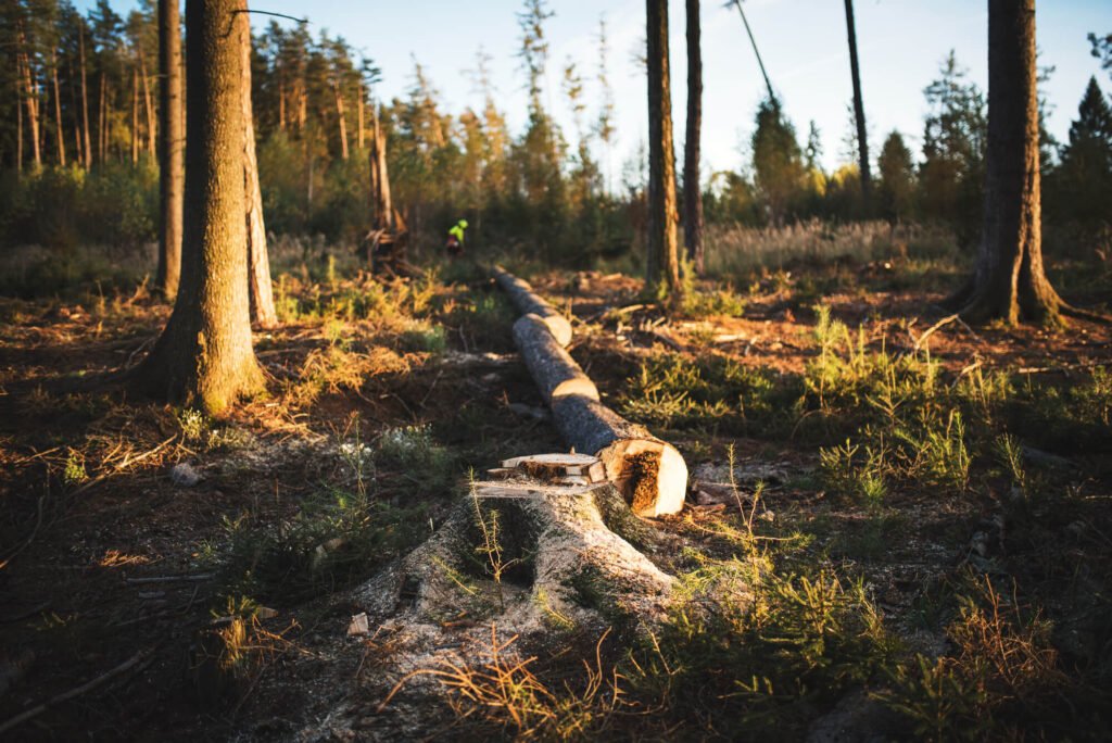 fallen tree and root in forest. - Wiltshire Tree Care. Hedge Trimming, Tree Surgeons, Cutting Hedges, Stump Removed, Tree Stump Grinding, Bush Shrub Trimming, Tree and Stump Removal, Stump Grinding Service. Devizes, Wiltshire.