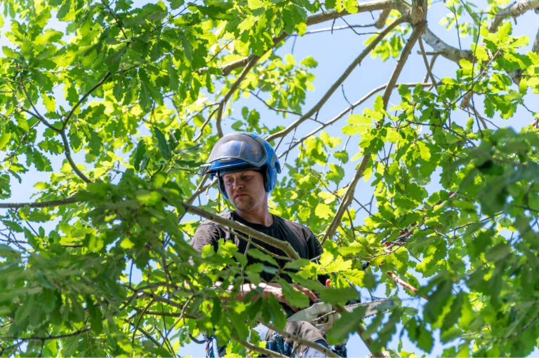Tree Surgeon in tree amongst branches and leaves, holding chainsaw - Wiltshire Tree Care. Hedge Trimming, Tree Surgeons, Cutting Hedges, Stump Removed, Tree Stump Grinding, Bush Shrub Trimming, Tree and Stump Removal, Stump Grinding Service. Devizes, Wiltshire.
